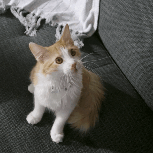 Wait What Cat Has No Food Left GIF