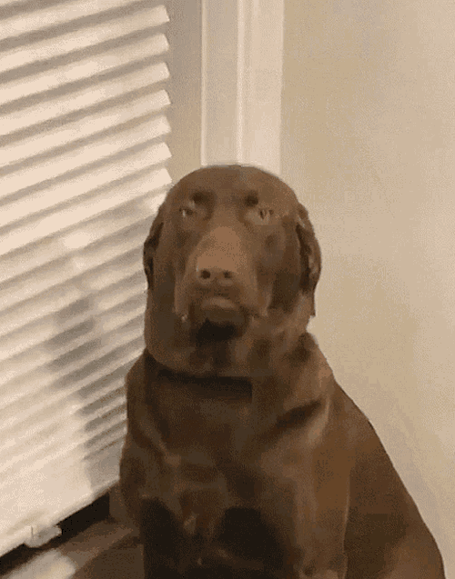 Wait What GIF