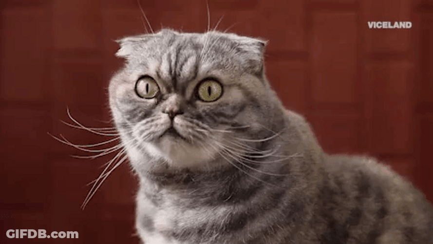 Wait What Surprised Cat GIF