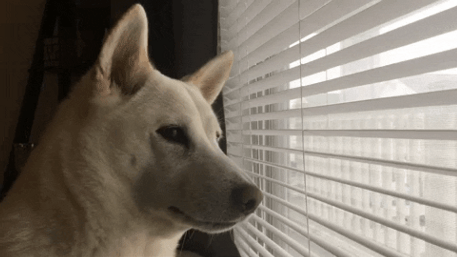 Waiting Shiba Inu Dog GIF