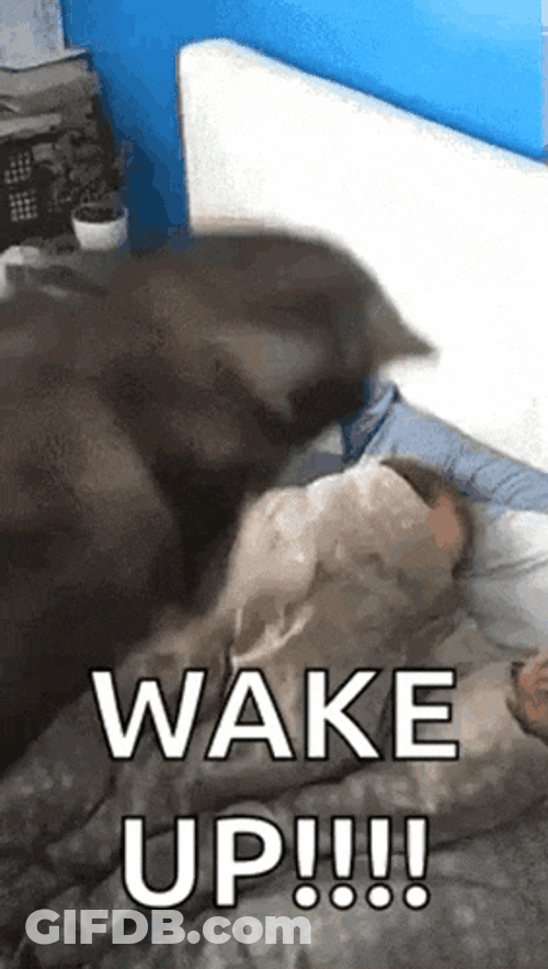 Wake Up Dog GIF