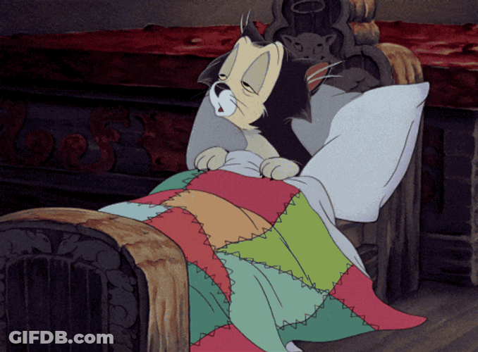 Wake Up Little Kitty Its Gameday GIF