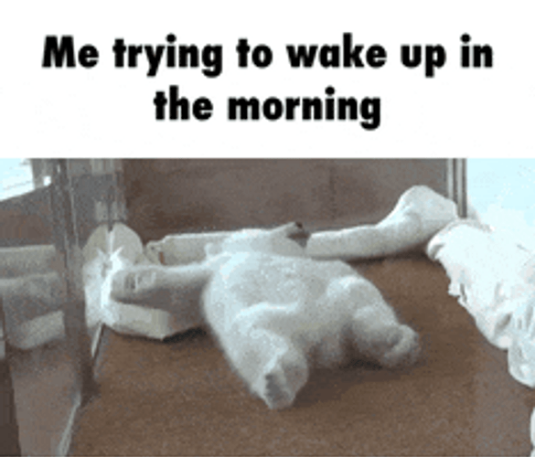 Wake Up Polar Bear GIF