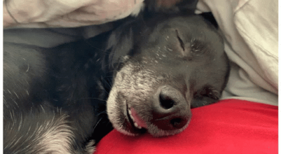 Wake Up Scared Dog GIF