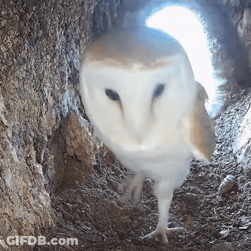 Wake Up Words On Blue Background GIF