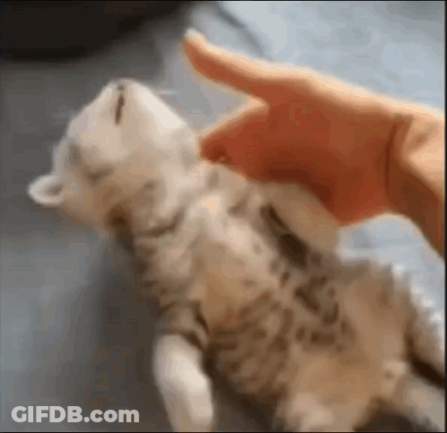 Waking Fainted Cat Up Mackie Waking Cat Mackie GIF