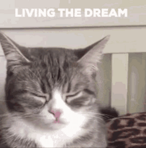 Waking Up Dreaming Cat GIF