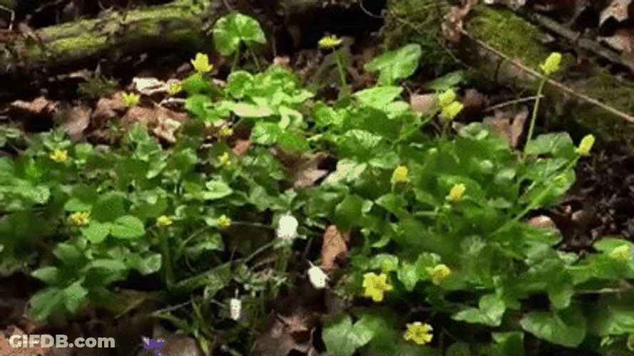 Waldsteinia Fragariodes Plant Blooming GIF
