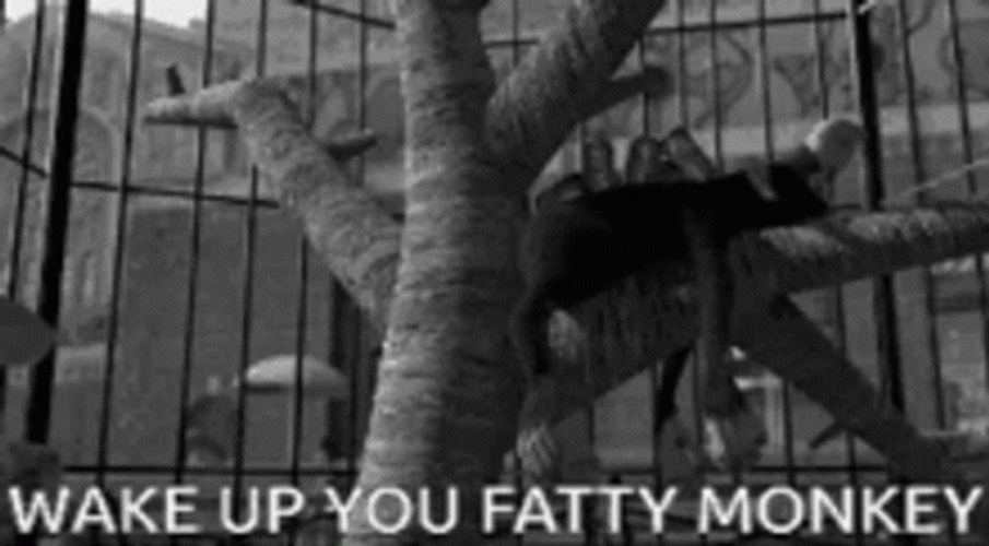 Wale Up You Fat Monkey GIF