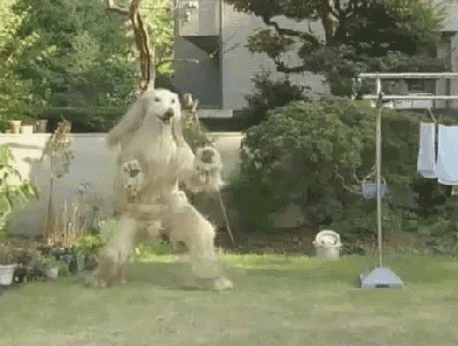Walking Afghan Hound Dog Man GIF