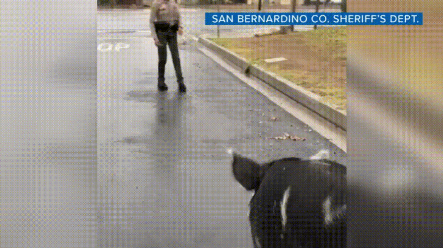 Walking And Squeal Like A Pig GIF
