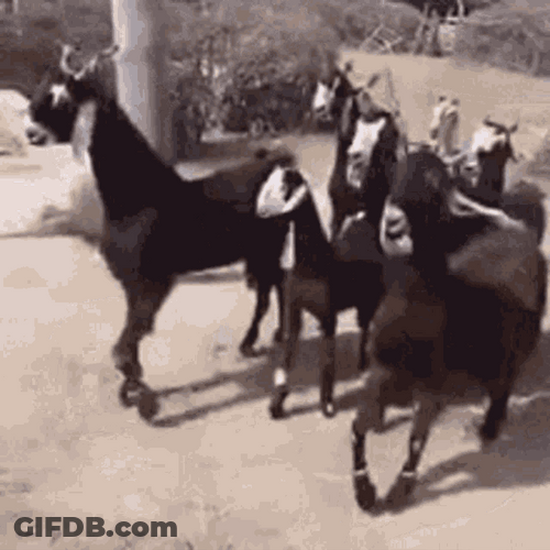 Walking Cool Black Funny Goats GIF