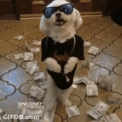 Walking Dog With Money On The Floor GIF