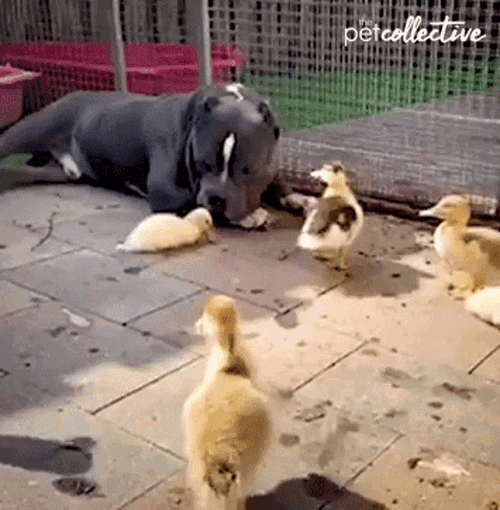 Walking Duck Approaching Dog Cute Animals GIF