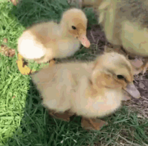 Walking Duck Cute Camera Zoom Curious GIF
