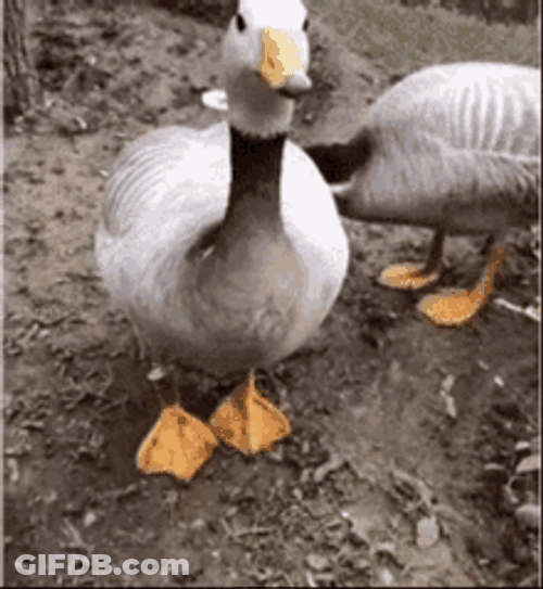 Walking Duck Cute Feet Stomp GIF