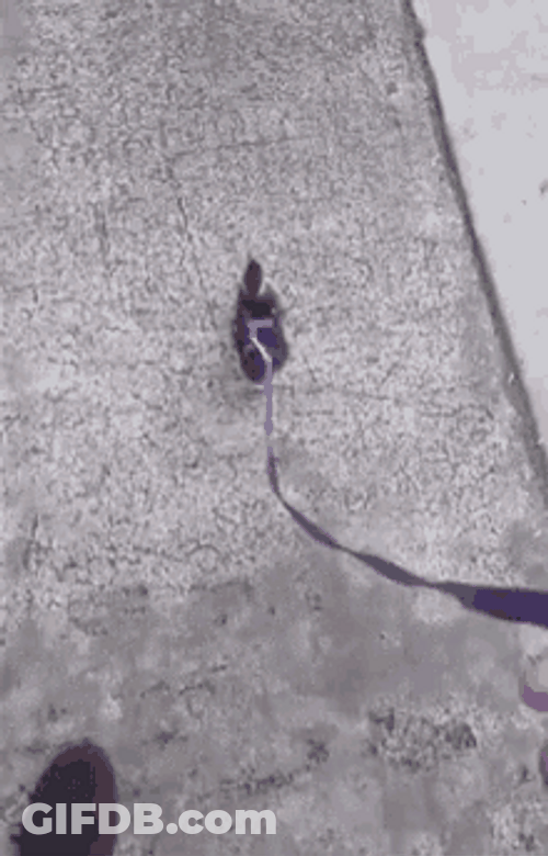 Walking Duck Fast Road Leash GIF