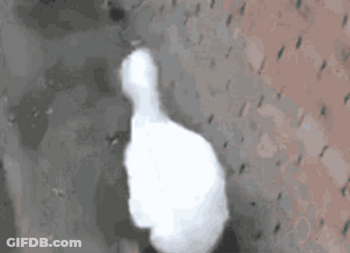 Walking Duck Funny Waddle Dance Shake GIF