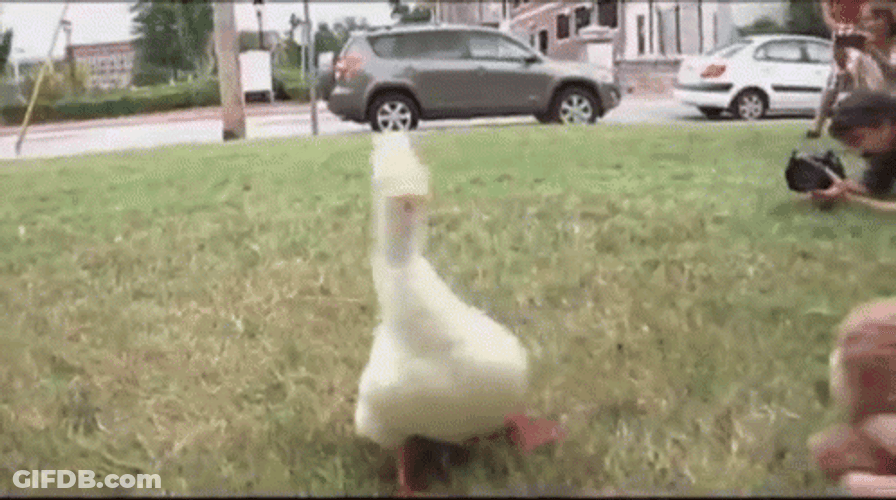 Walking Duck Grass Teddy Bear Stuffed Toy GIF