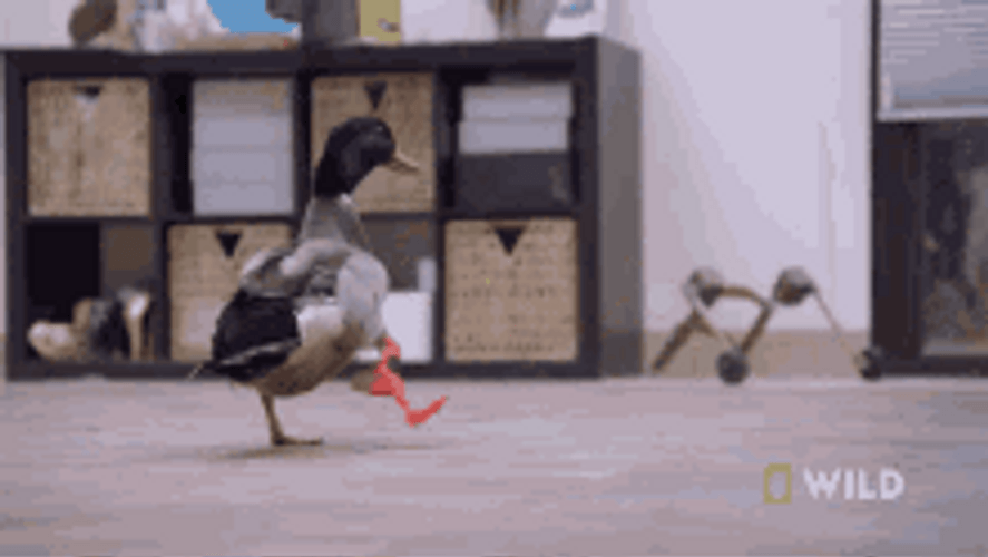 Walking Duck Injured Nat Geo Wild GIF