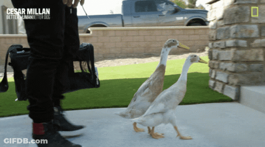 Walking Ducks Cesar Millan National Geographic GIF