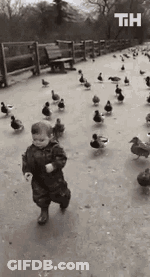 Walking Ducks Follow Cute Boy Park GIF