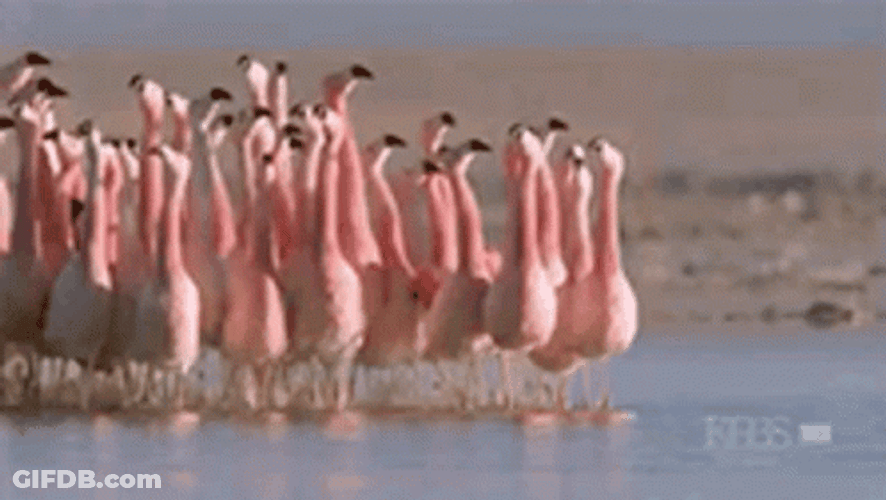 Walking Group Of Flamingo GIF