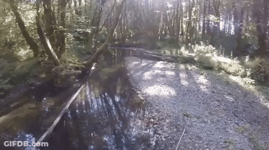 Walking In The Swamp Side GIF