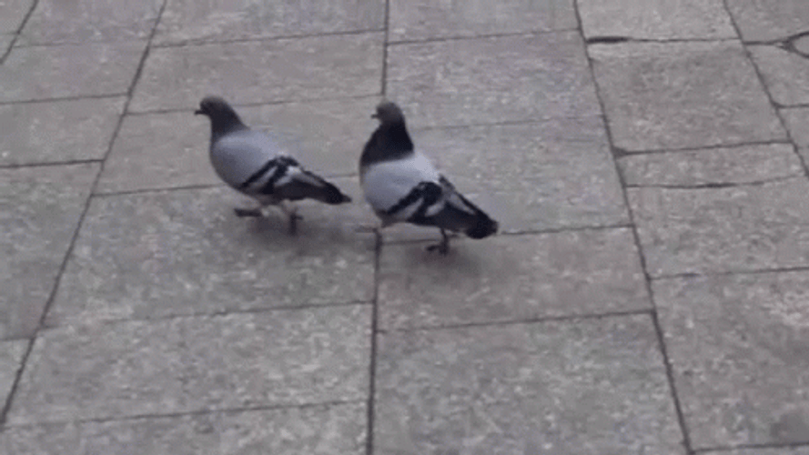 Walking Pigeon  Swag GIF