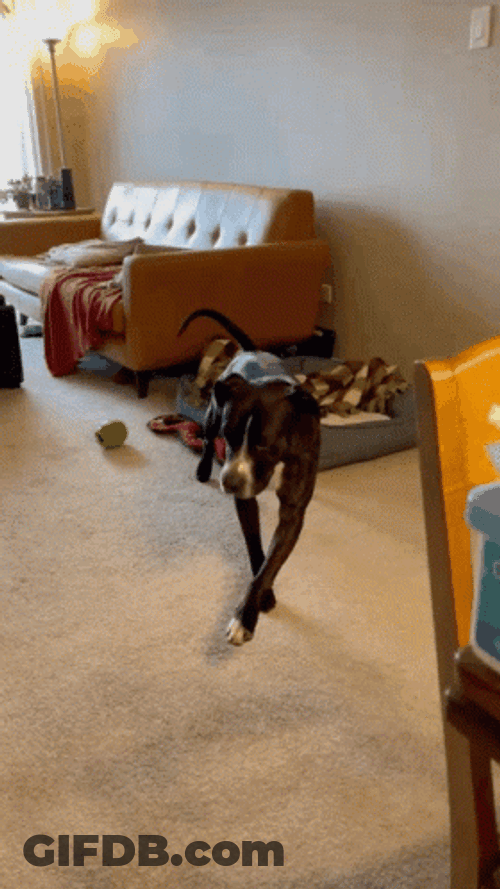 Walking Pitbull GIF