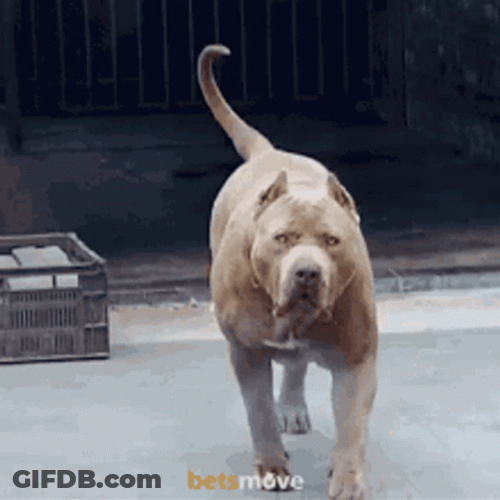 Walking Pitbull GIF