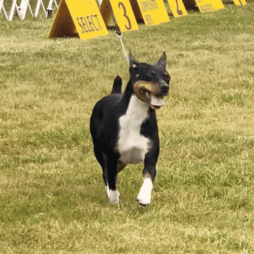 Walking Ptsd Dog GIF
