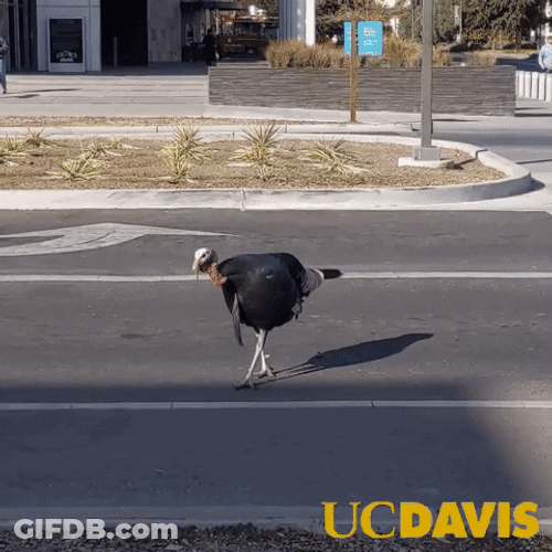 Walking Turkey Meme GIF