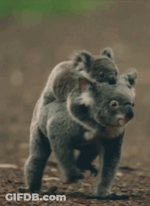 Walking Wild Koalas GIF