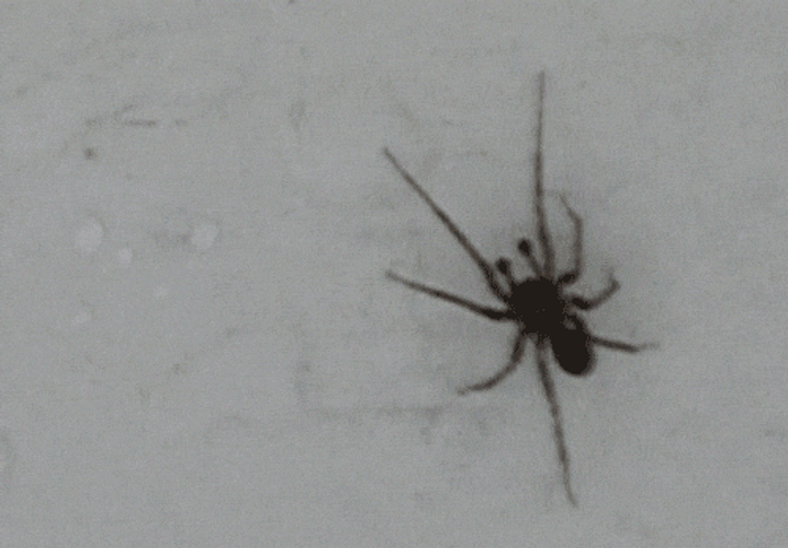 Wall Spider Crawling GIF