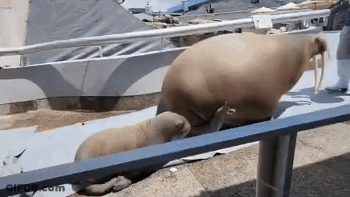 Walrus And Baby Walrus Behind Fence At Aquarium GIF