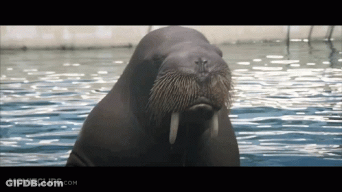Walrus In Water Movieclips.com GIF