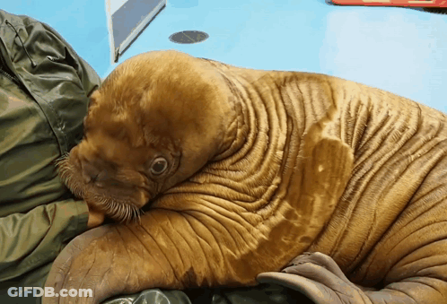 Walrus Laying Down On Blue Surface GIF
