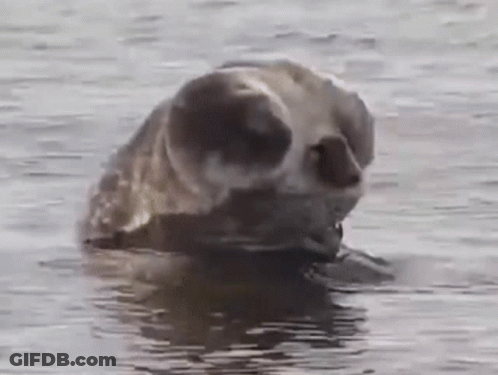 Walrus Laying In Tub Of Water Pouring Out GIF