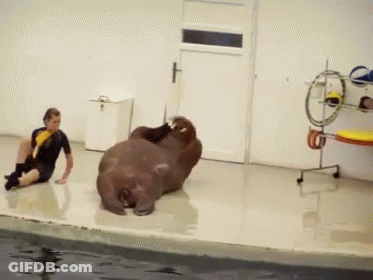 Walrus Laying On Back Next To Sitting Man GIF