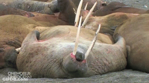 Walrus Laying On Ground With Open Mouth GIF