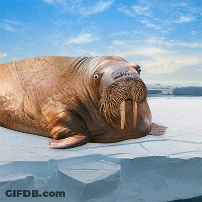 Walrus Laying On Ice Looking At Camera GIF