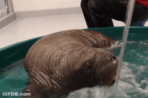 Walrus Lying In Tub With Water Pouring Out GIF