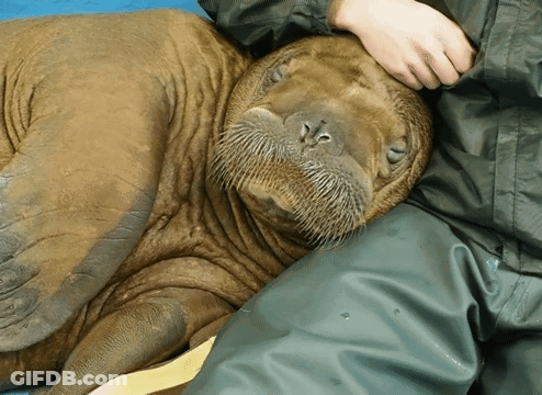 Walrus Lying On Lap With Hand On Head GIF