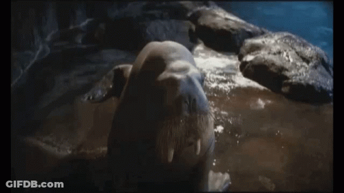 Walrus Lying On Rock With Open Mouth GIF