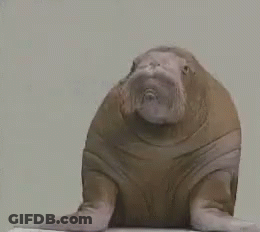 Walrus On Pool Edge Looking GIF