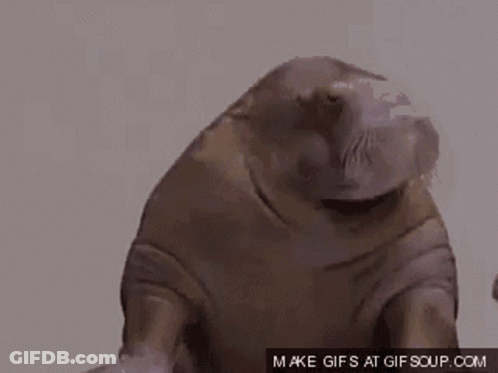 Walrus Saying Indeed Indeed Indeed Indeed GIF