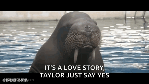 Walrus Saying It's A Love Story GIF