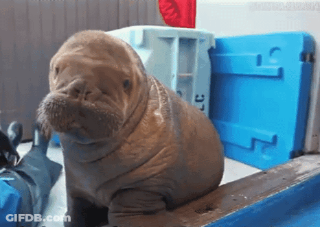 Walrus Sitting In Front Of Blue Cooler Saying Cc GIF