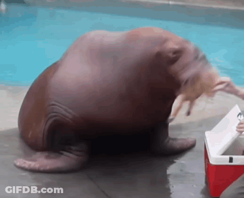 Walrus Sitting Next To Red Cooler In Water GIF